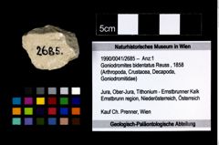 Foto (Objekt + Etikett) von Goniodromites bidentatus (Reuss, 1858)  (NHMW-GEO-1990-0041-2685)